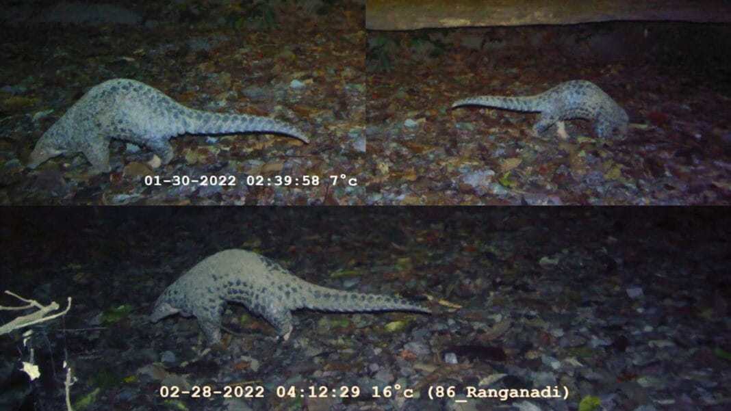 Critically endangered Chinese Pangolin found in Assam’s Raimona National Park