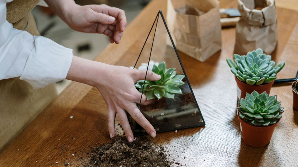 The benefits of indoor plants over the winter