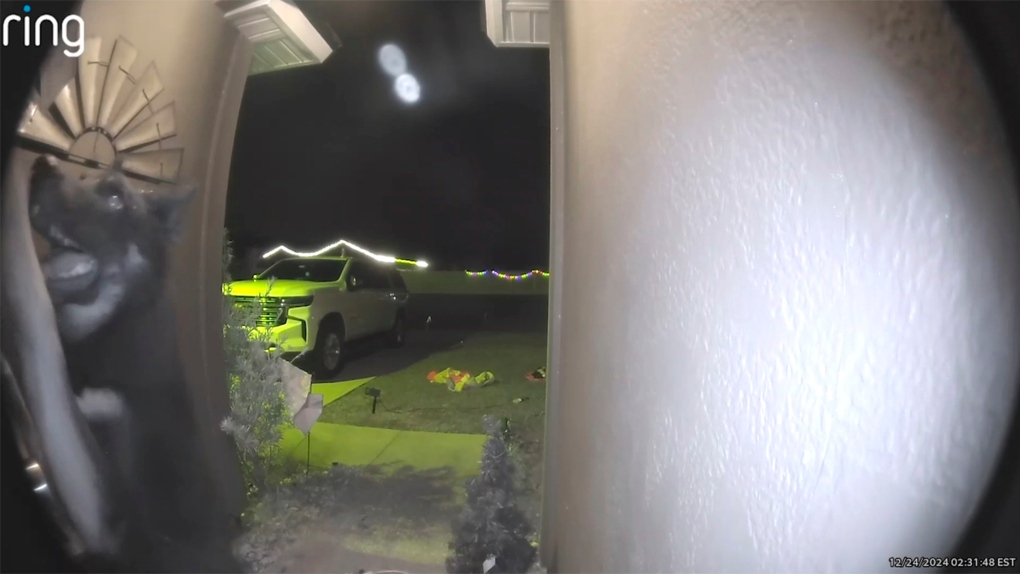 Missing dog returns to family on Christmas Eve, rings doorbell
