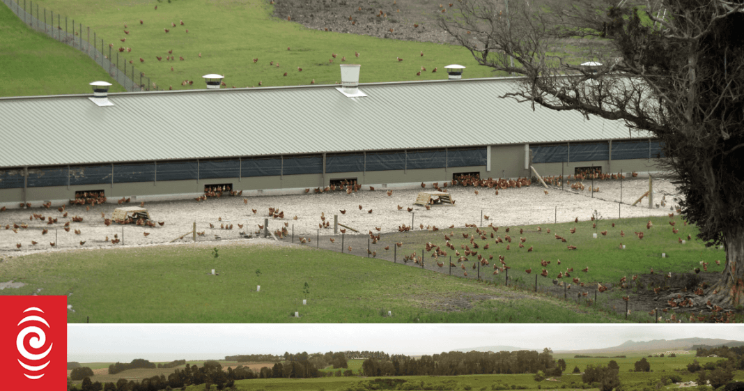 Bird flu spreads to second shed at Otago farm, 80,000 chickens to be culled
