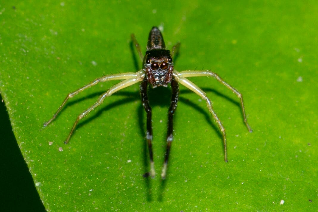 Jumping Spider from China discovered in Assam