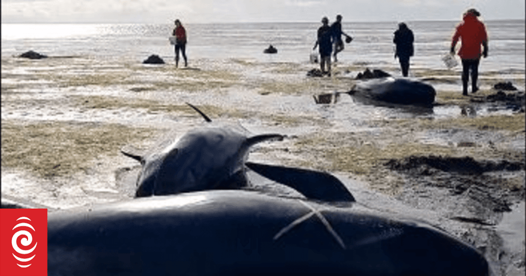 Whales at Farewell Spit restranded