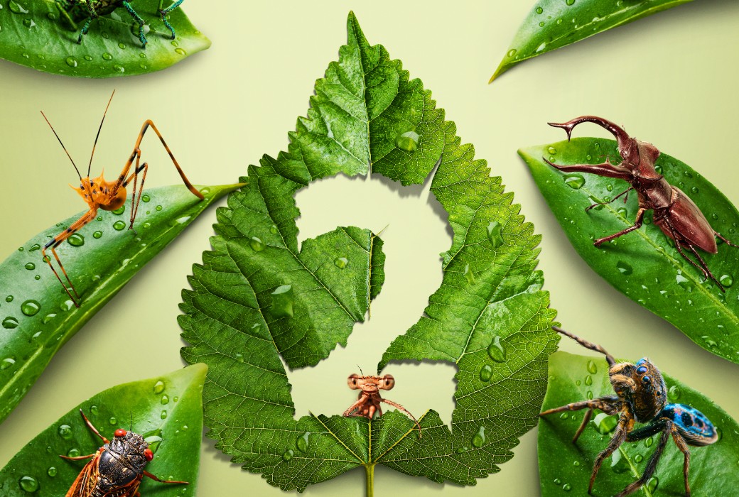 Returning: A Real Bug's Life