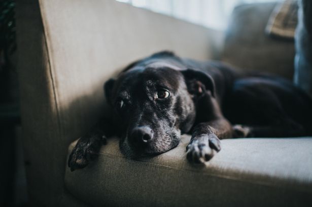 Cork vets' six simple tips to keep pets calm during New Year's Eve fireworks