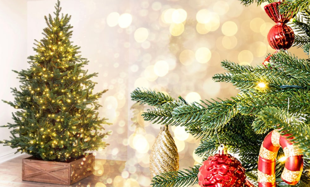 Discover the magic of Christmas with a perfect last-minute tree – The Upcoming