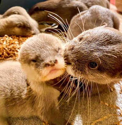 Baby Otters Born at Disney's Animal Kingdom Park
