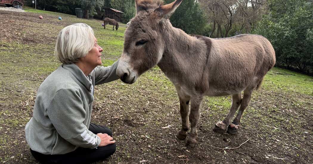 Perry the Donkey, Model for ‘Shrek,’ Dies at 30